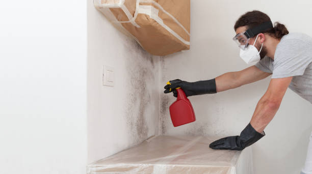 Professional Basement Mold Remediation technician working in Odessa, TX