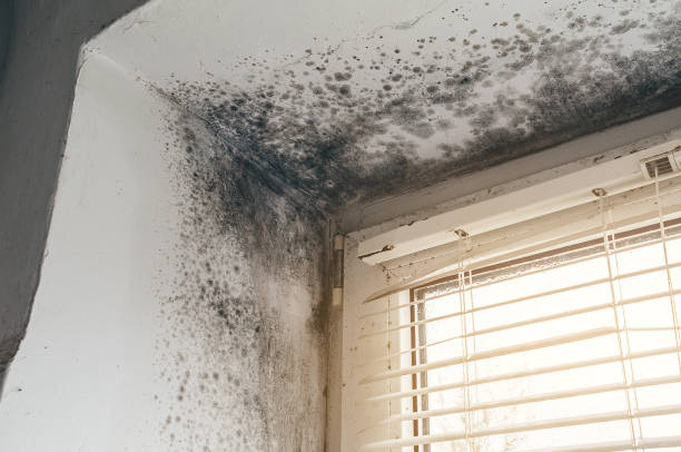 Affordable Basement Mold Remediation solutions in Odessa, TX