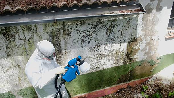 Top rated local Basement Mold Remediation specialists in Odessa, TX